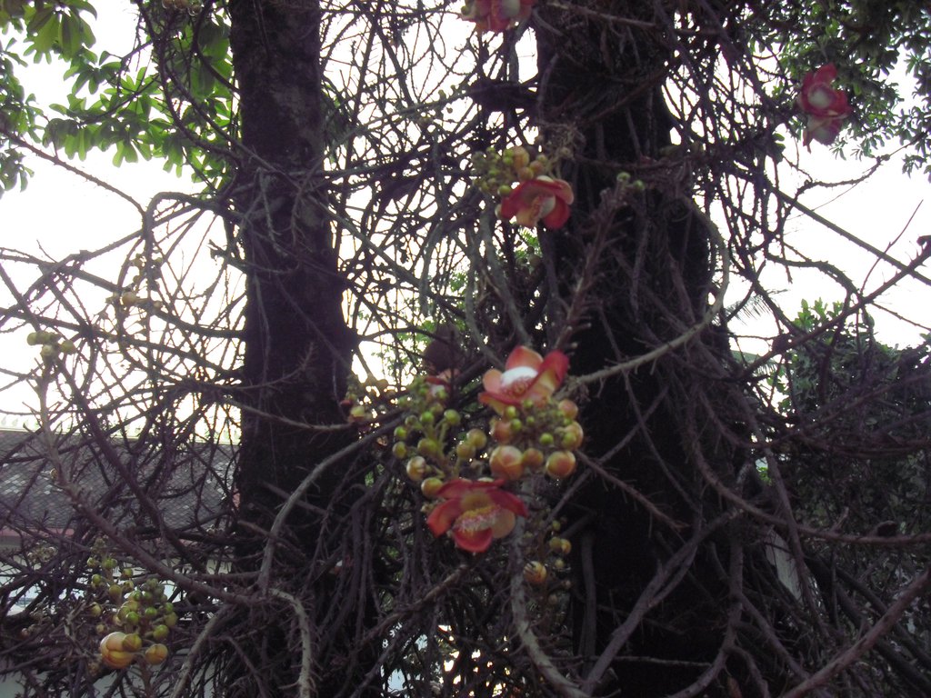 Image CIMG2268.JPG