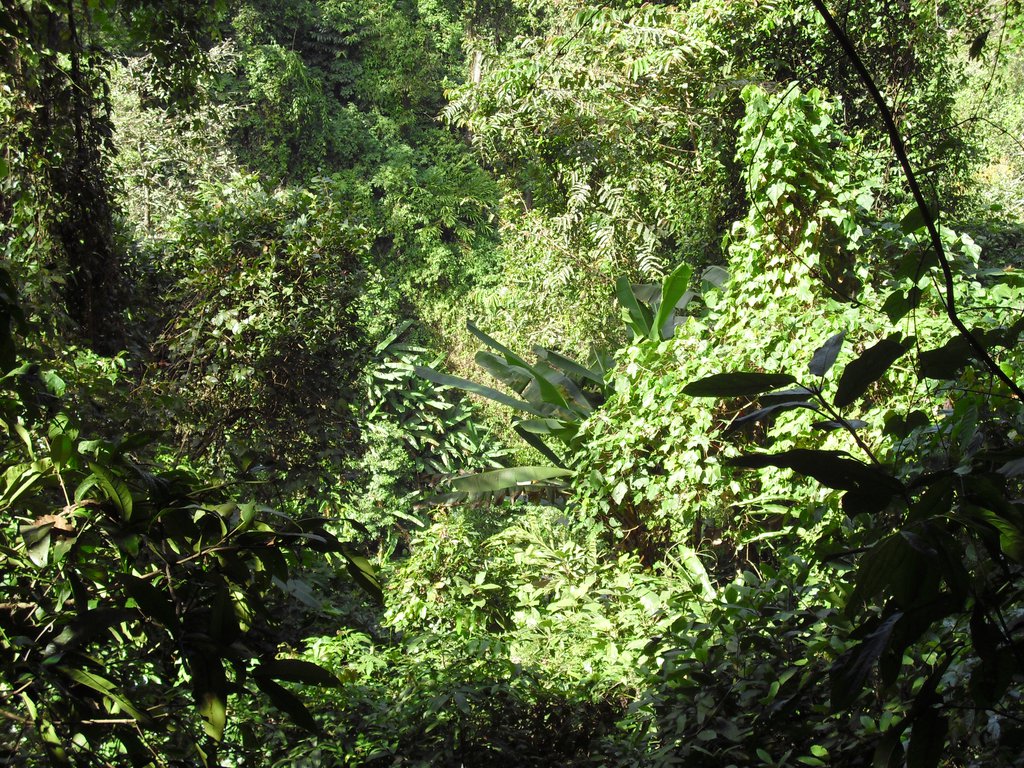 Image CIMG2291.JPG