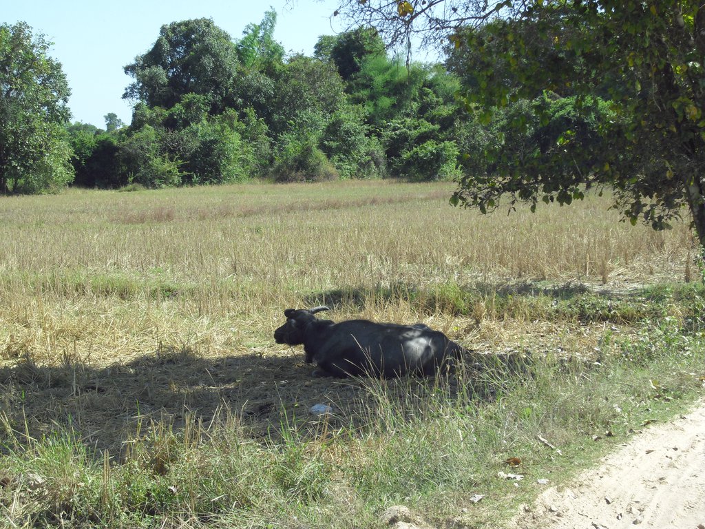 Image CIMG2573.JPG