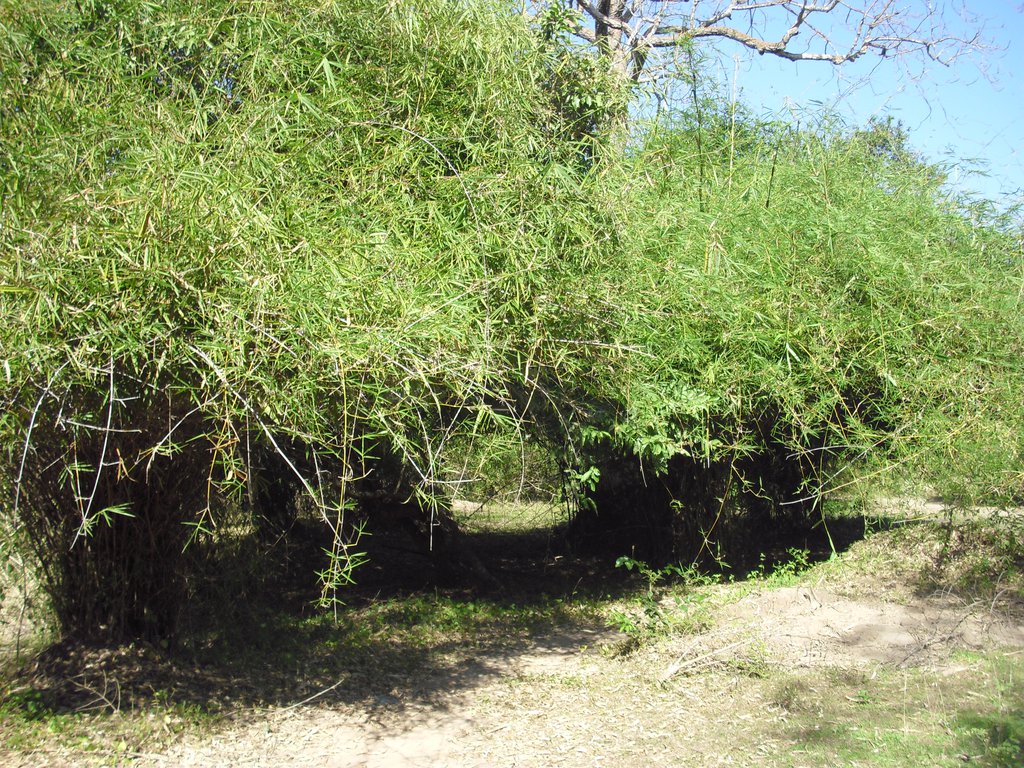 Image CIMG2603.JPG
