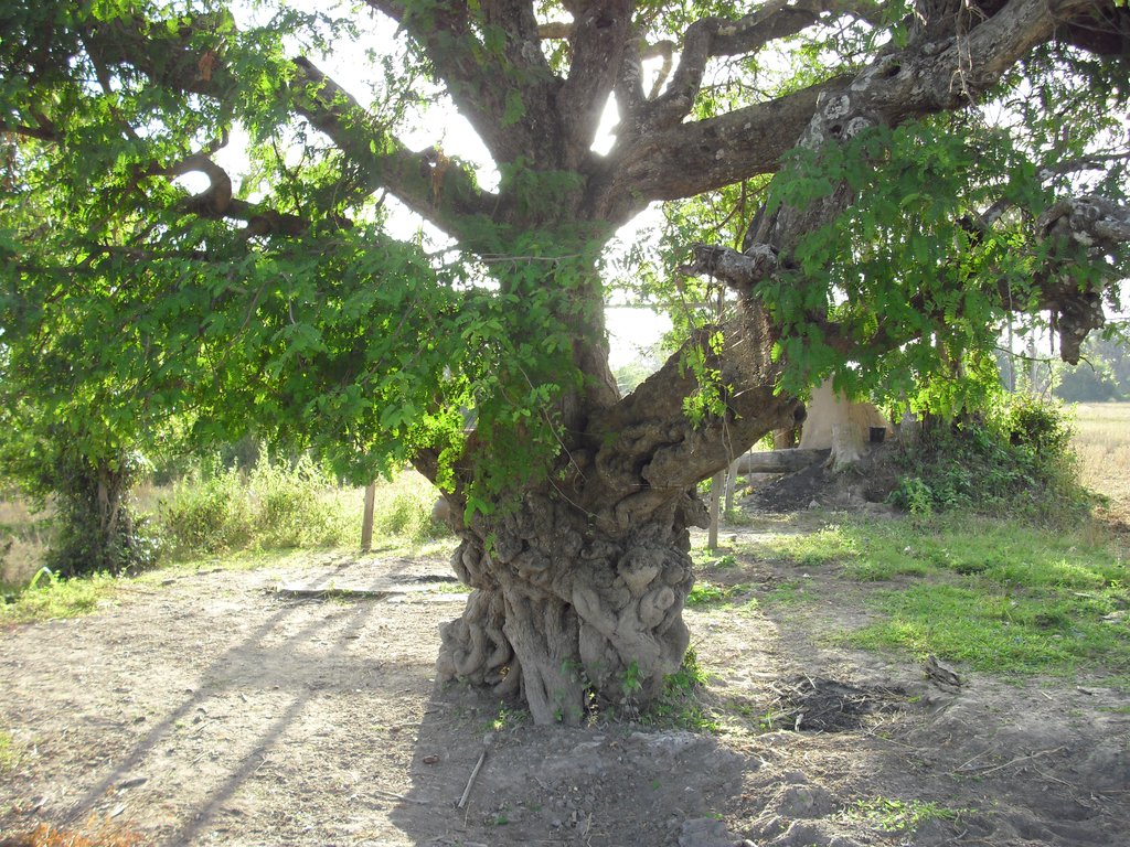 Image CIMG2629.JPG