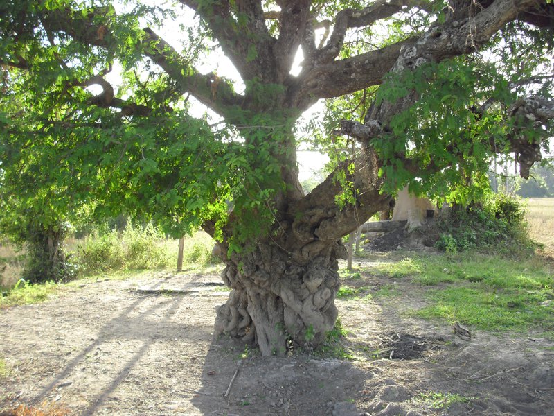 Image CIMG2629.JPG