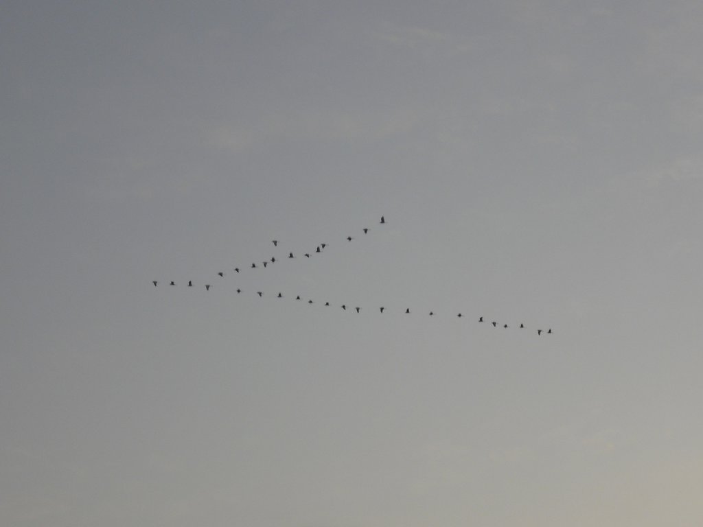 Image CIMG2658.JPG