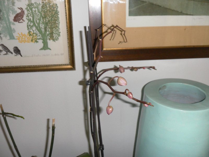 Image SAM_0017.JPG