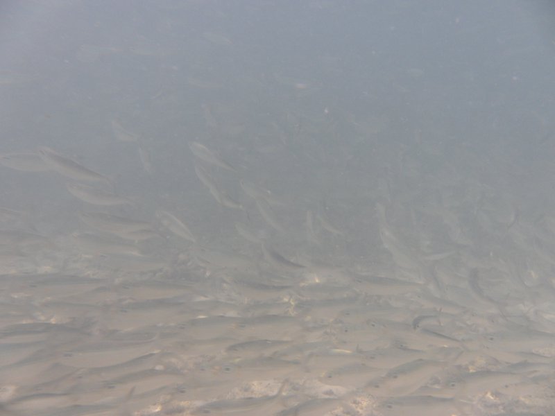 Image SAM_0043.JPG