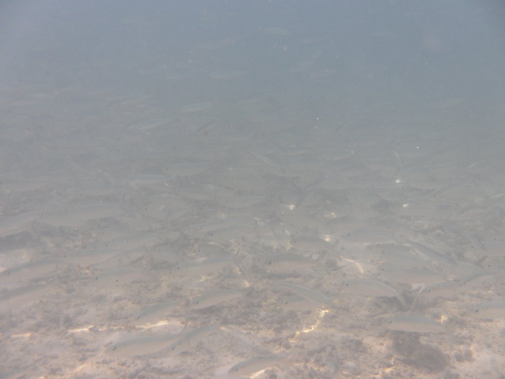 Image SAM_0044.JPG