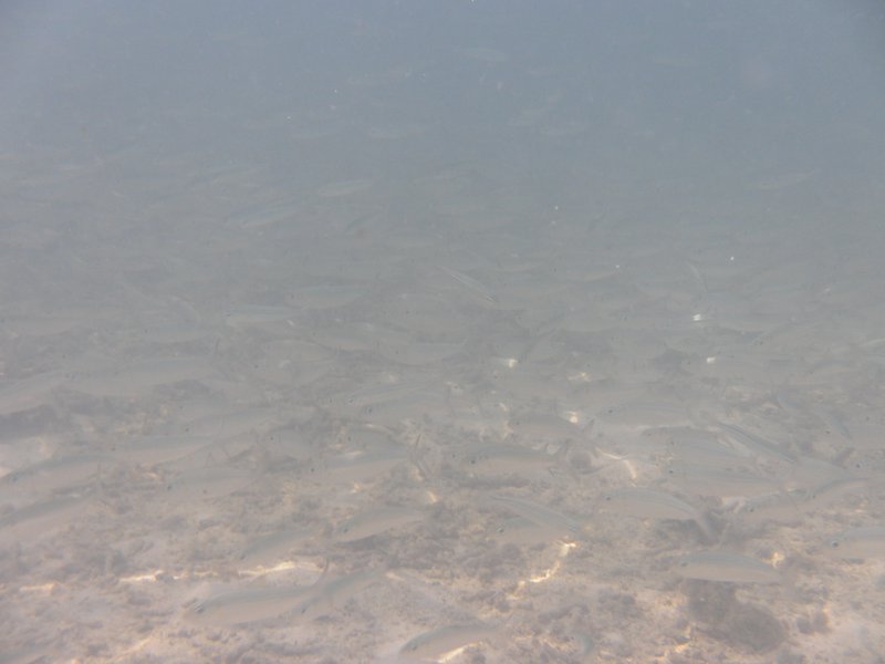 Image SAM_0044.JPG