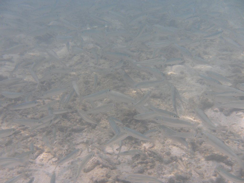 Image SAM_0046.JPG