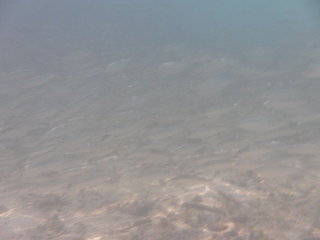 Image SAM_0048.JPG
