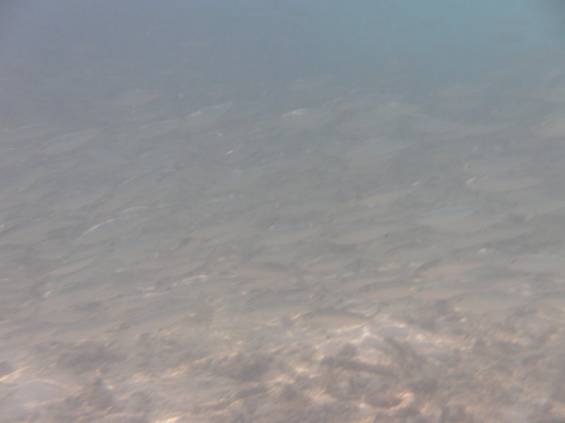 Image SAM_0048.JPG