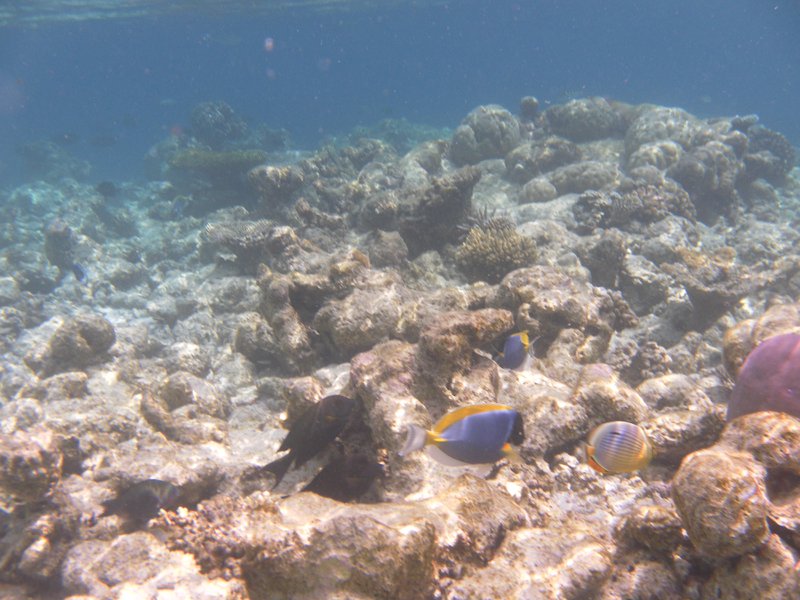 Image SAM_0055.JPG