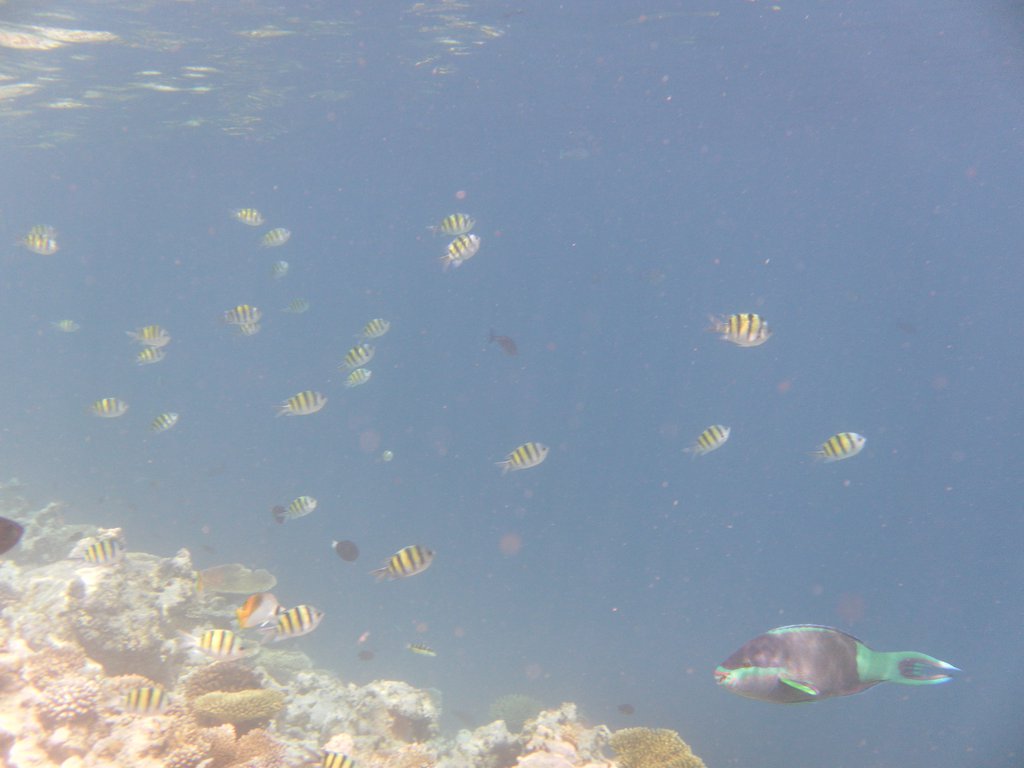 Image SAM_0058.JPG
