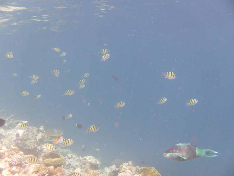 Image SAM_0058.JPG