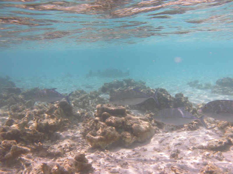Image SAM_0064.JPG