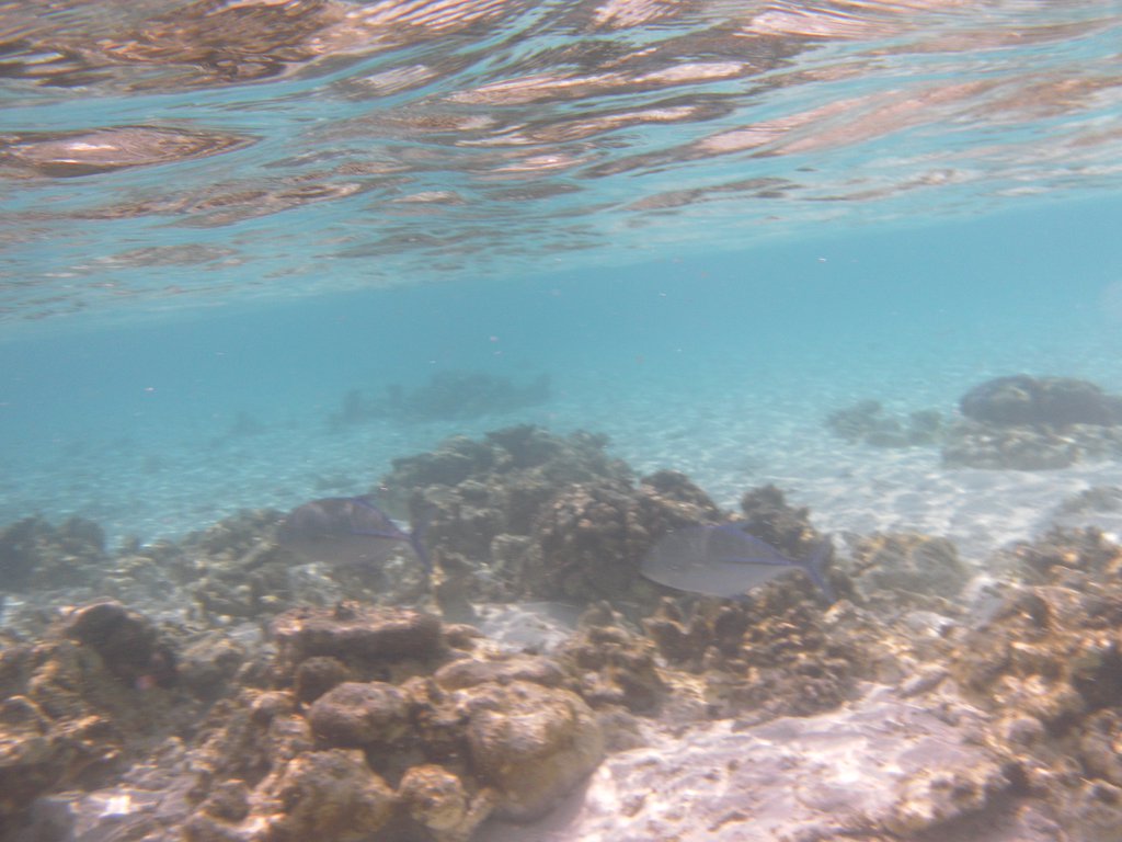 Image SAM_0065.JPG