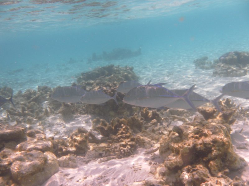 Image SAM_0066.JPG