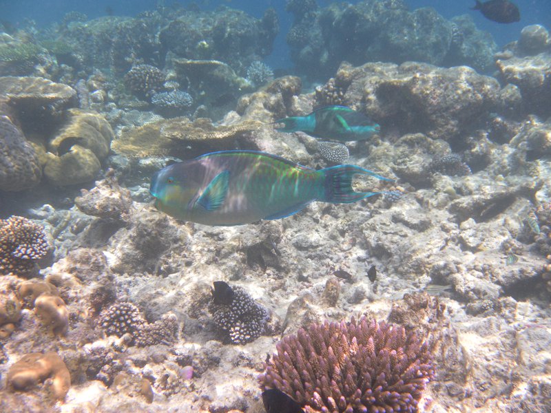 Image SAM_0077.JPG