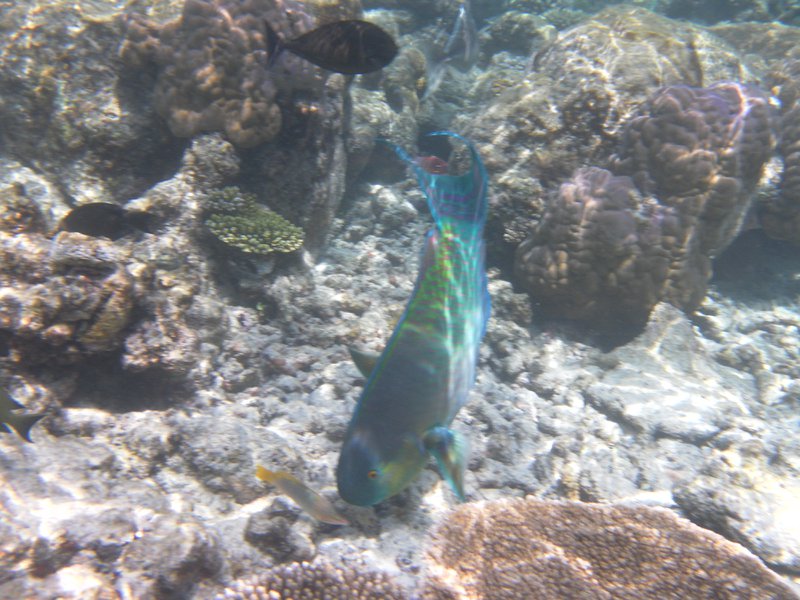 Image SAM_0078.JPG