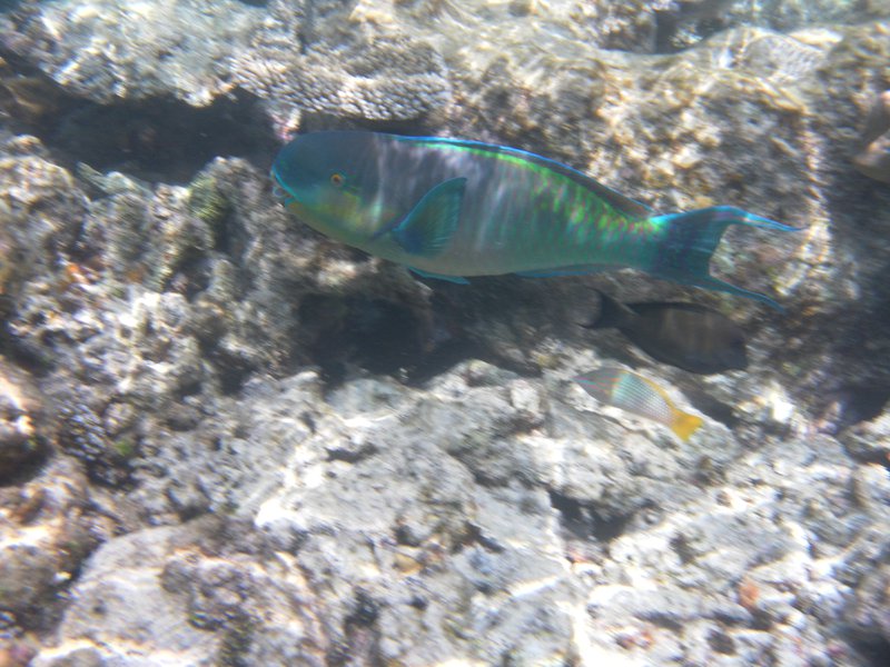 Image SAM_0079.JPG