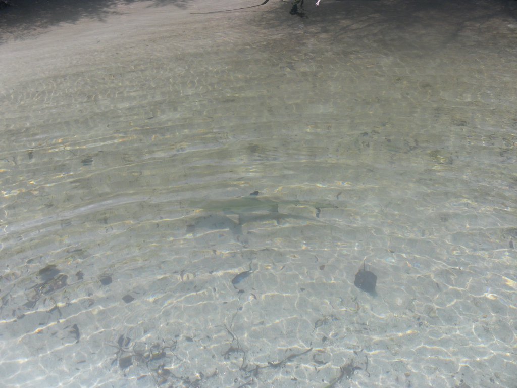 Image SAM_0084.JPG