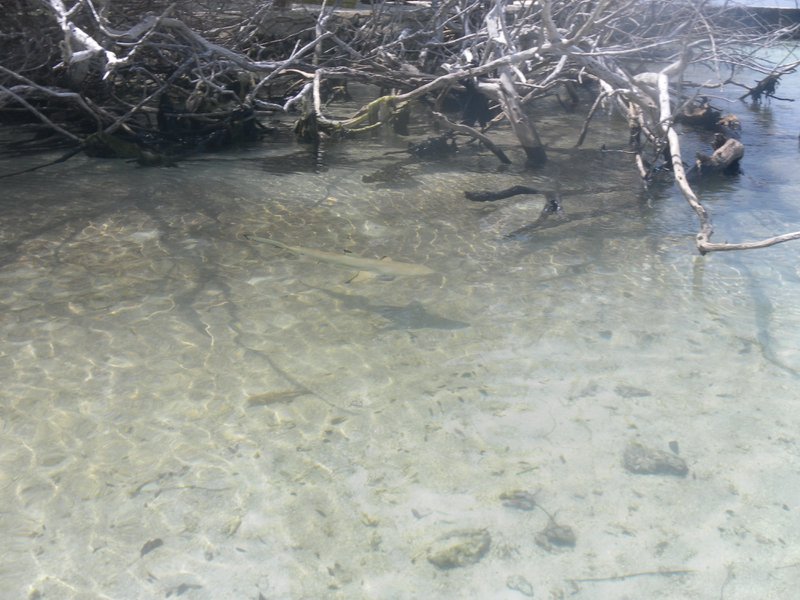 Image SAM_0085.JPG