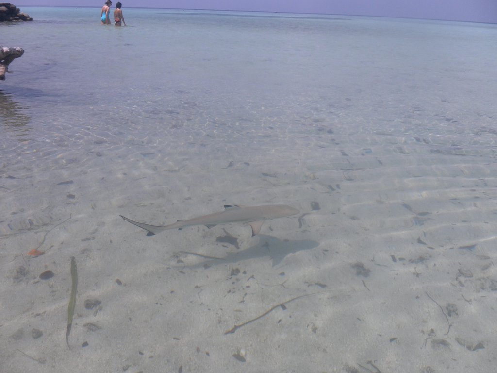 Image SAM_0086.JPG
