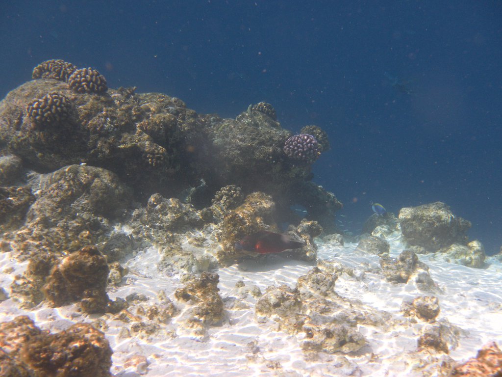 Image SAM_0098.JPG
