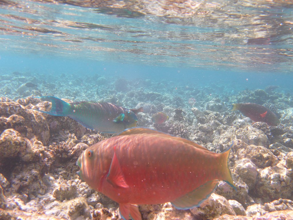 Image SAM_0099.JPG