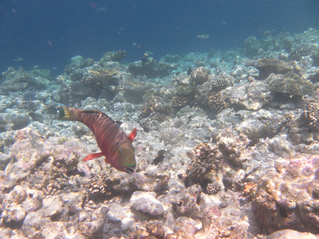 Image SAM_0102.JPG
