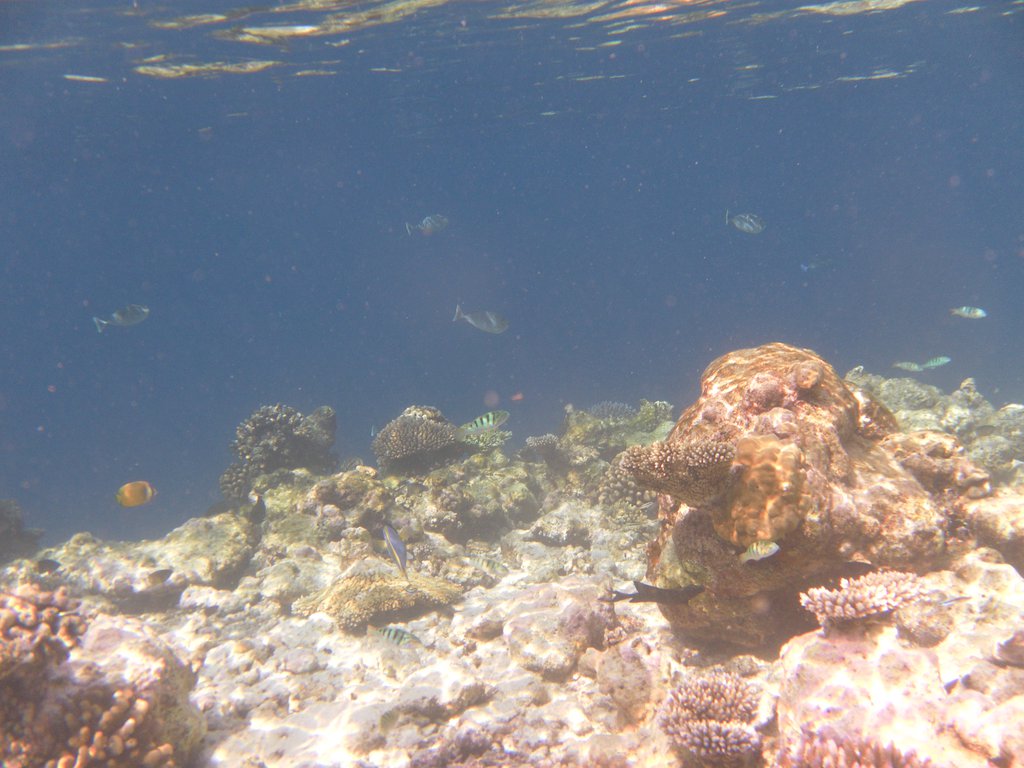 Image SAM_0103.JPG