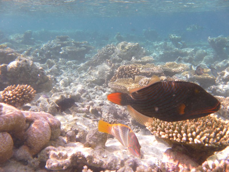 Image SAM_0104.JPG
