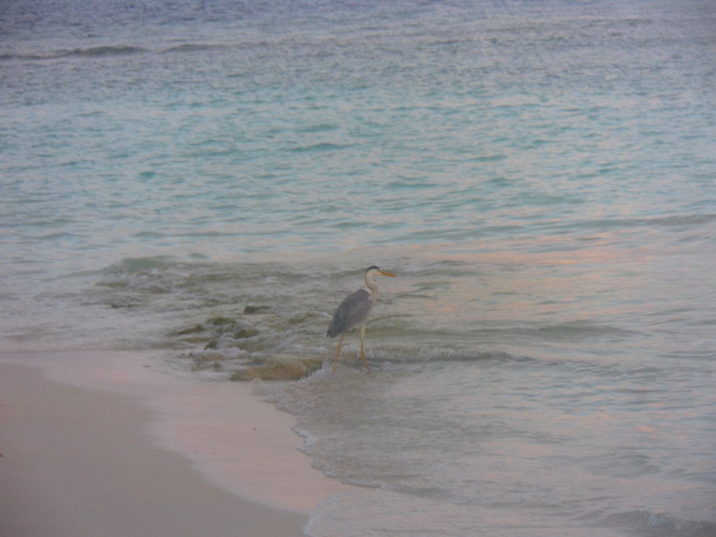 Image SAM_0110.JPG