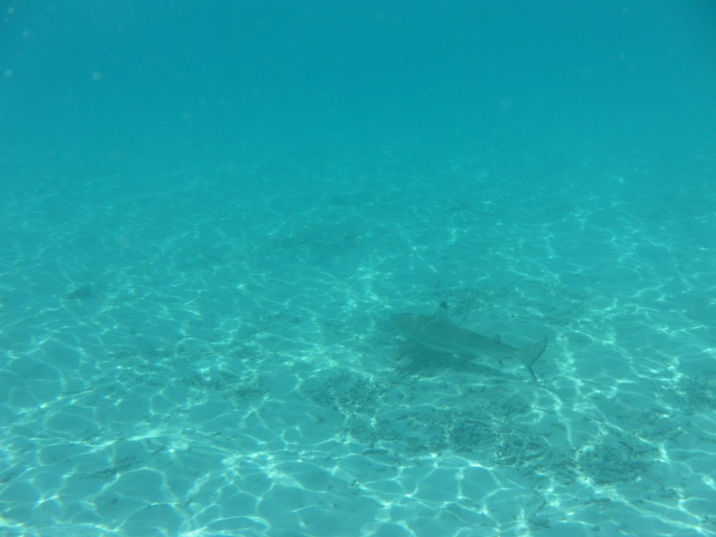 Image SAM_0118.JPG