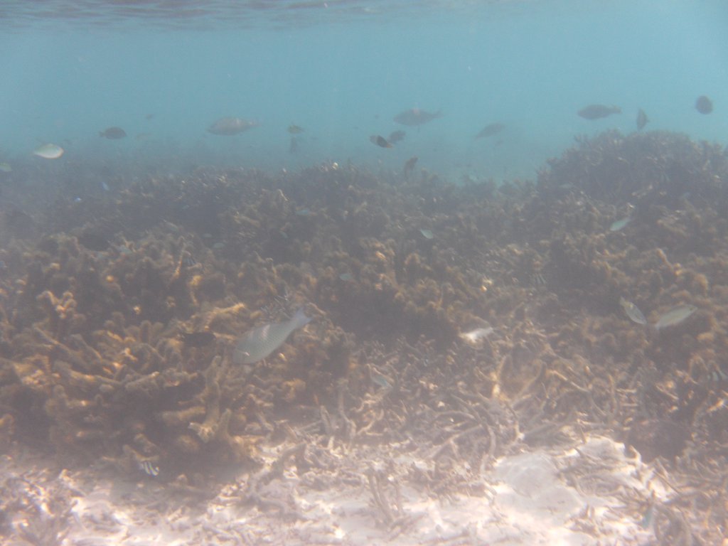 Image SAM_0123.JPG
