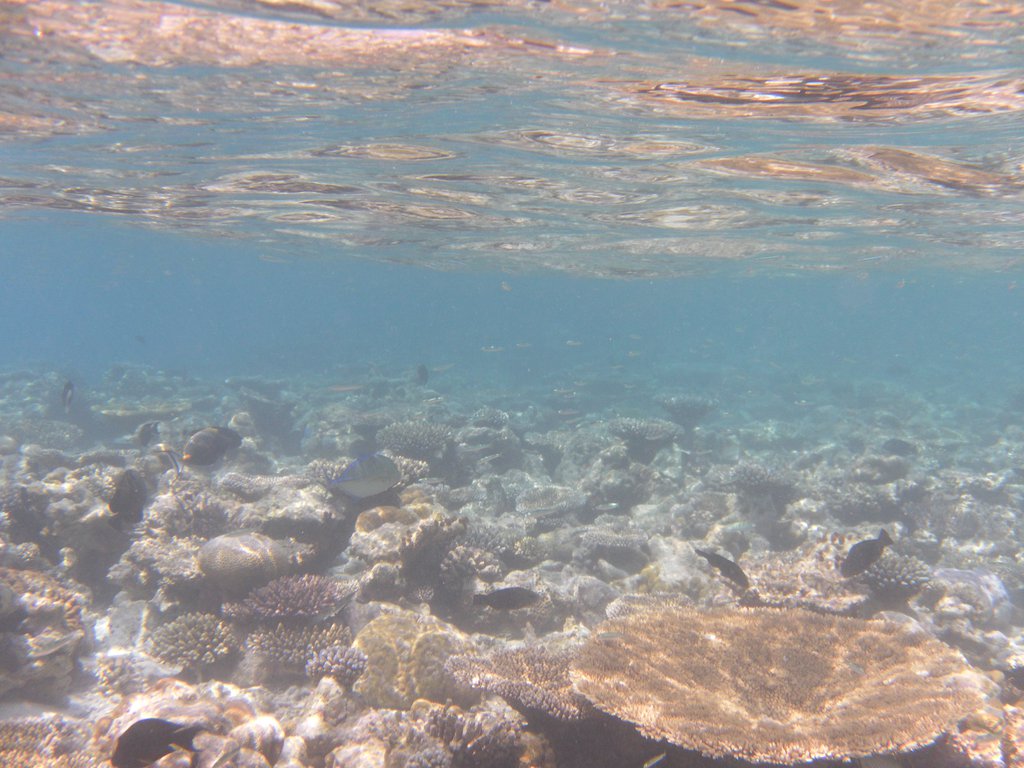 Image SAM_0136.JPG