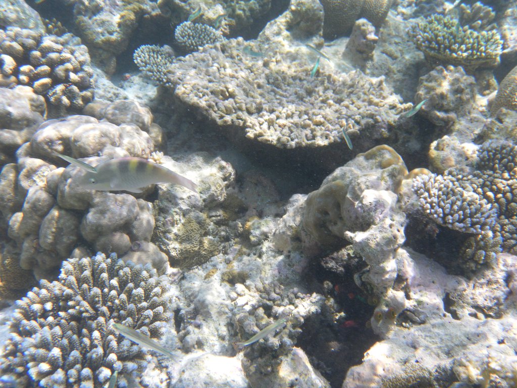 Image SAM_0144.JPG