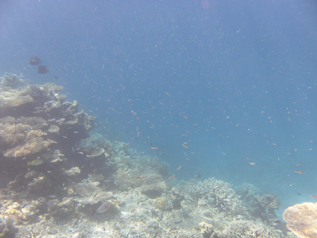 Image SAM_0147.JPG