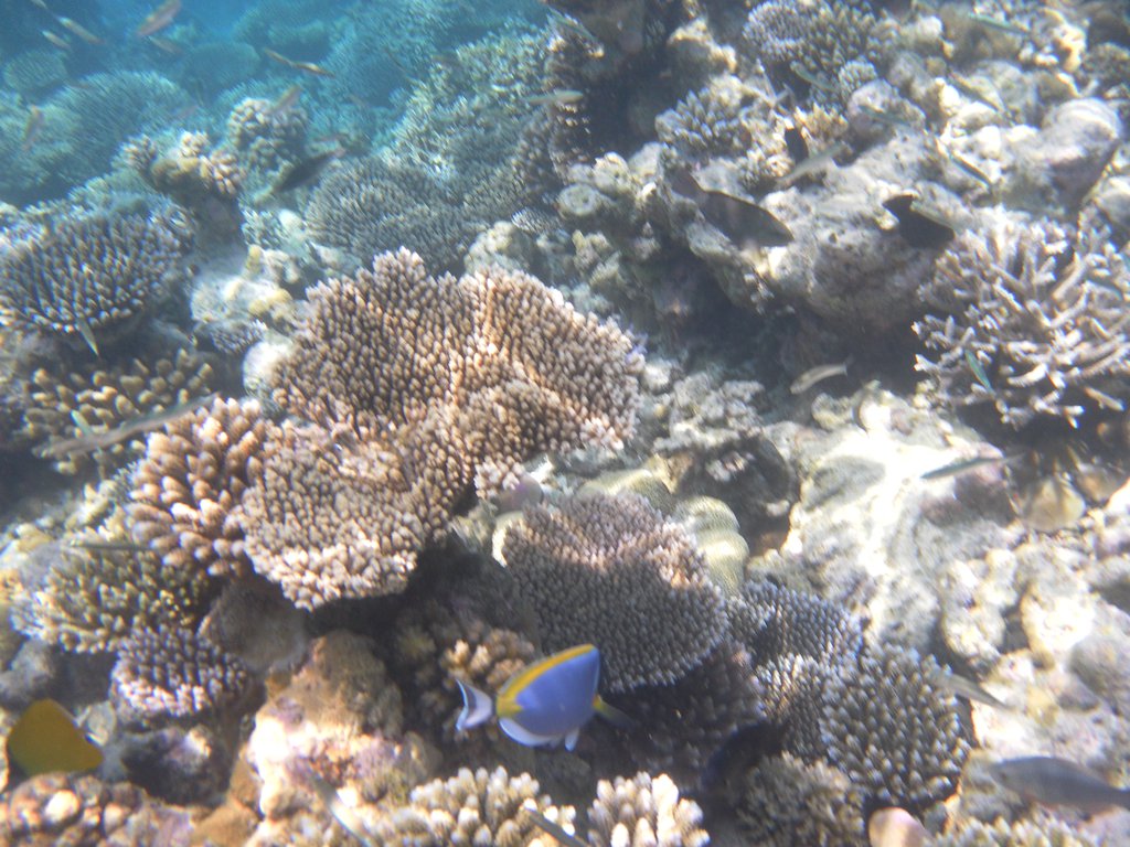 Image SAM_0156.JPG