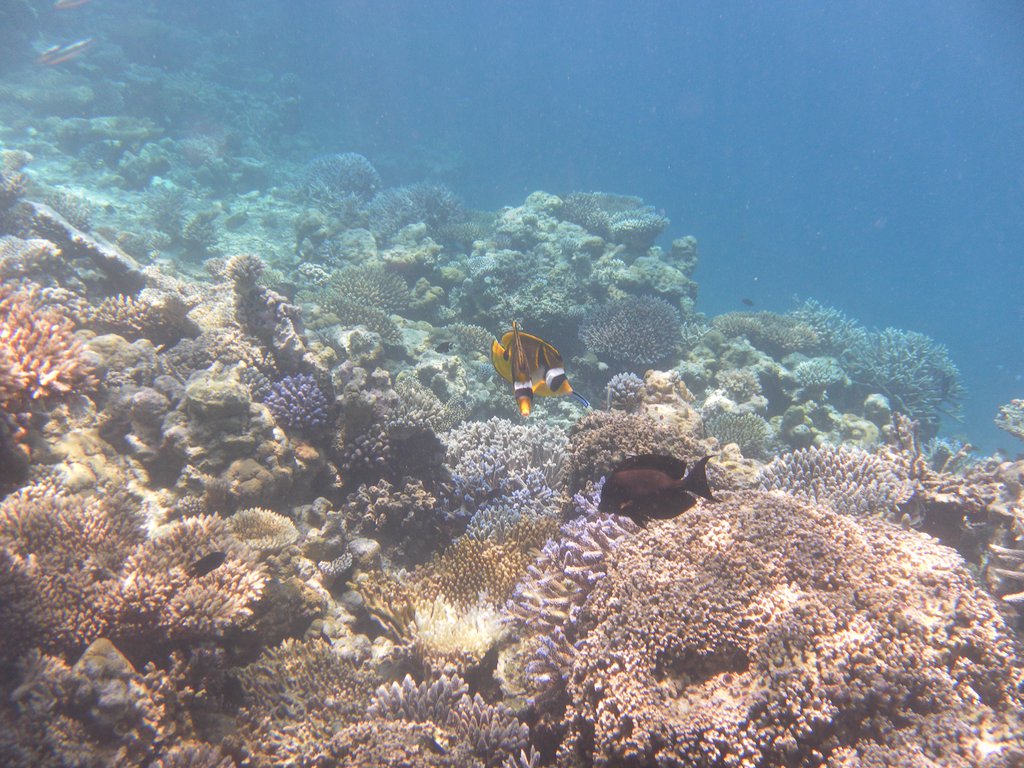Image SAM_0157.JPG