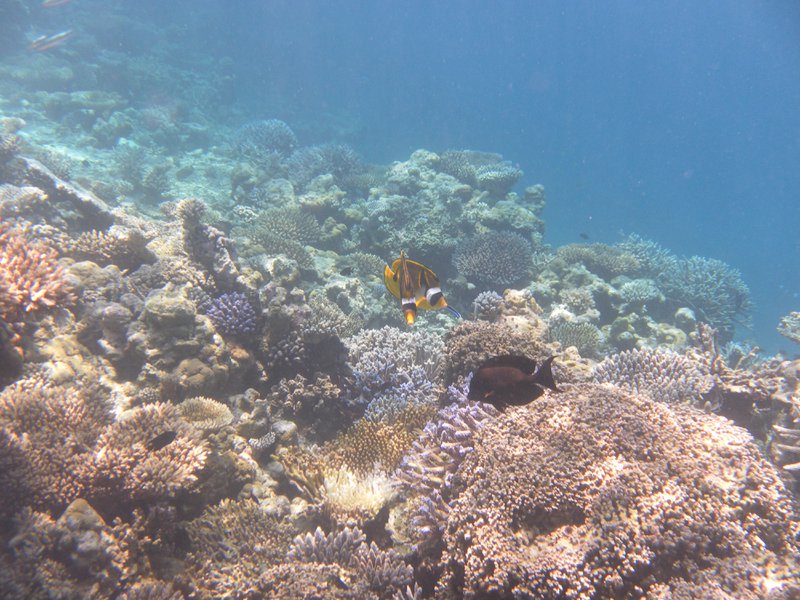 Image SAM_0157.JPG