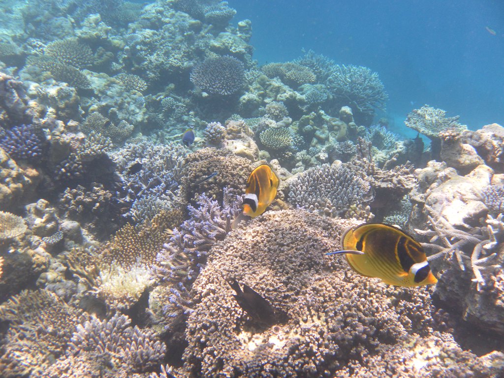 Image SAM_0158.JPG