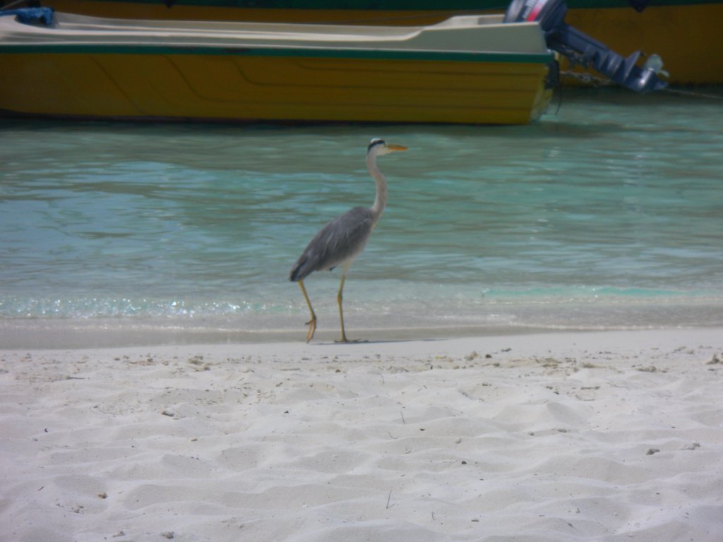 Image SAM_0165.JPG