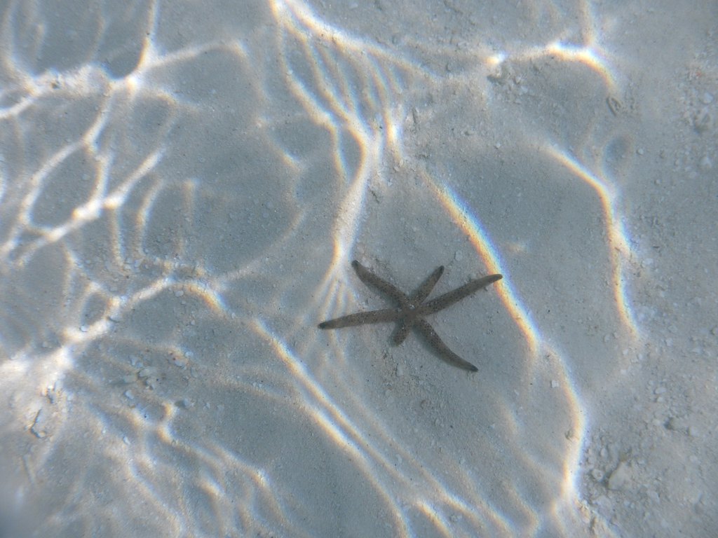 Image SAM_0172.JPG