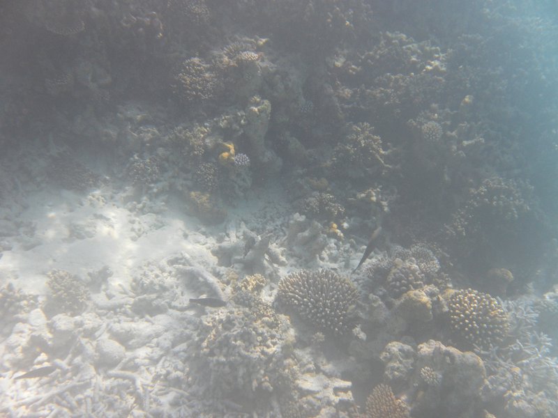Image SAM_0179.JPG
