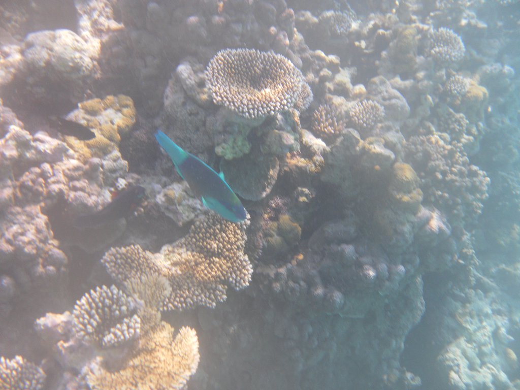 Image SAM_0182.JPG