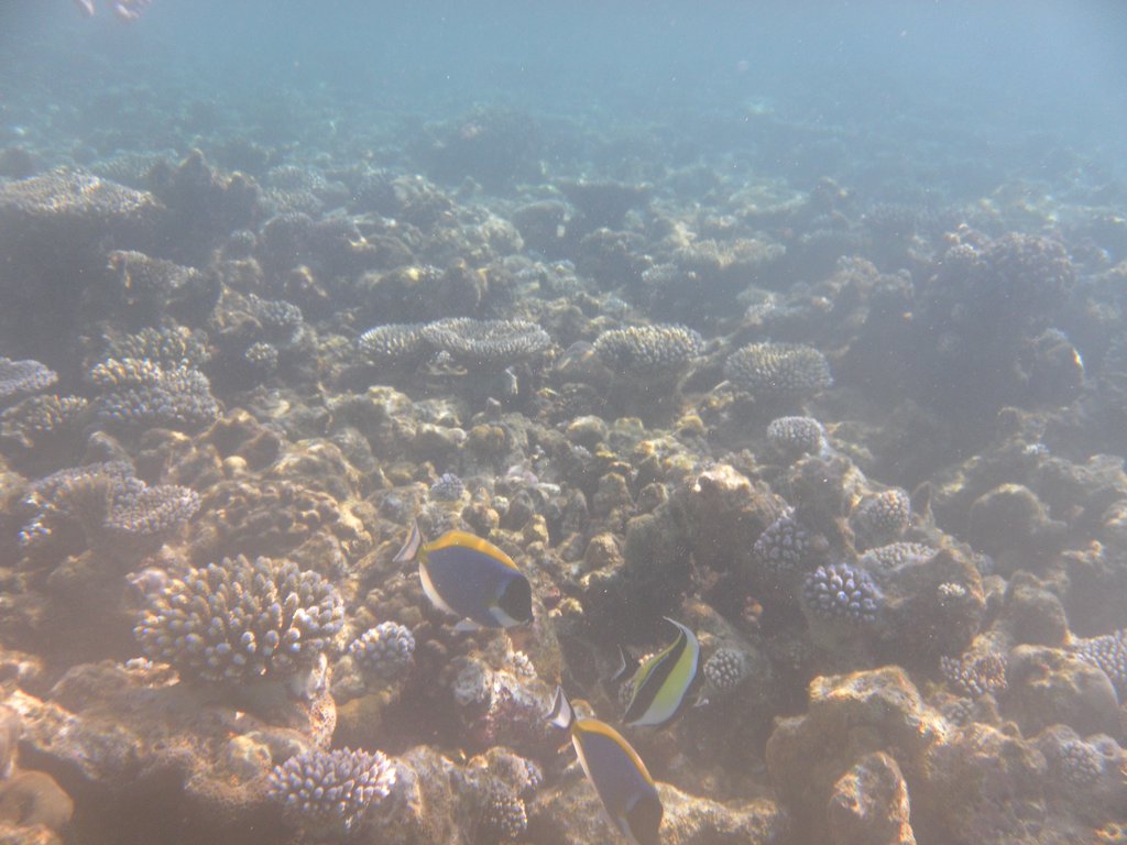 Image SAM_0183.JPG