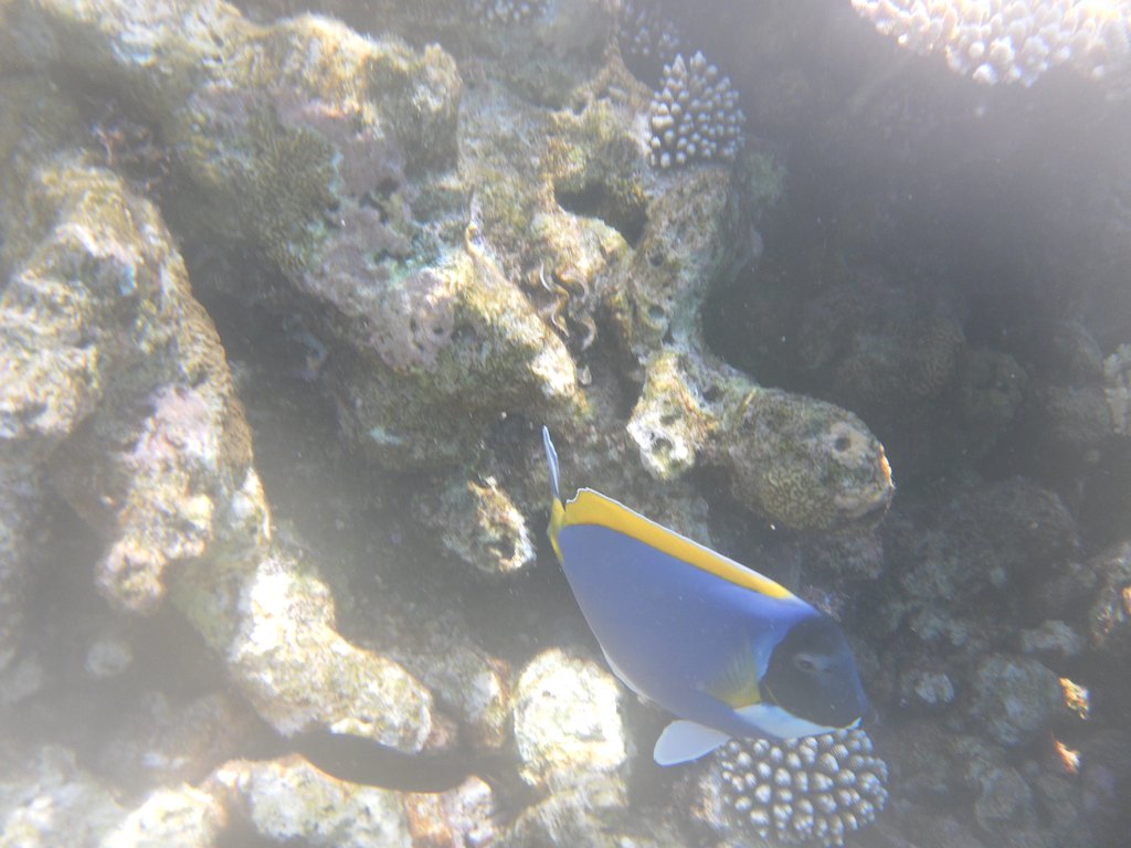 Image SAM_0184.JPG