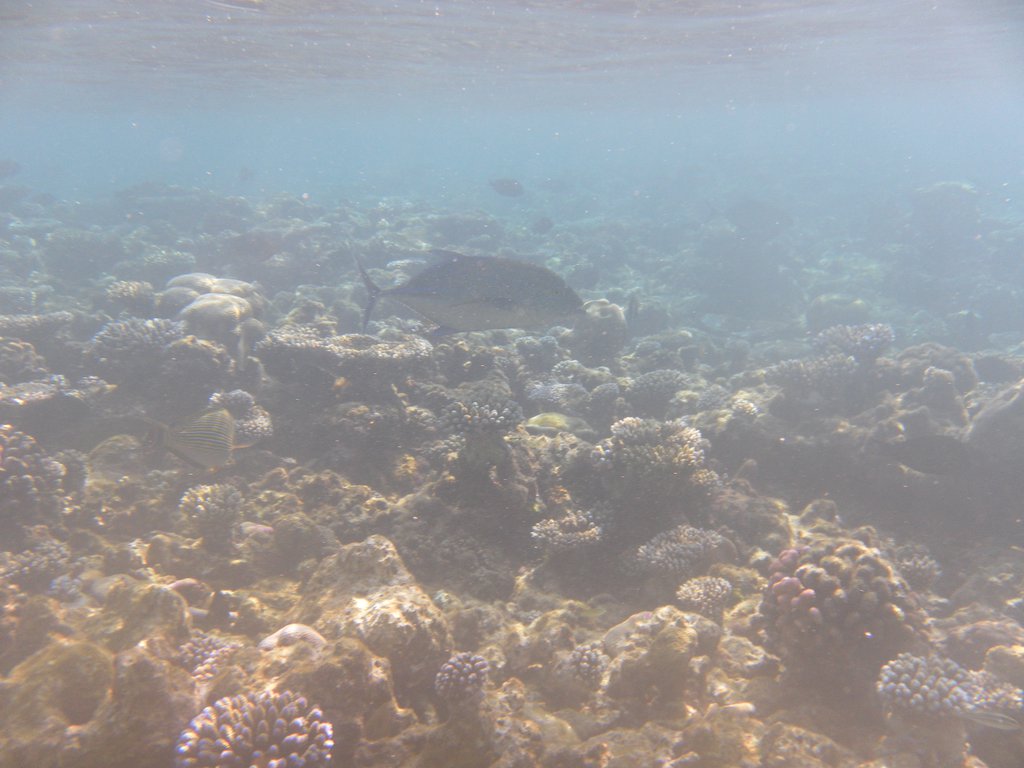Image SAM_0186.JPG