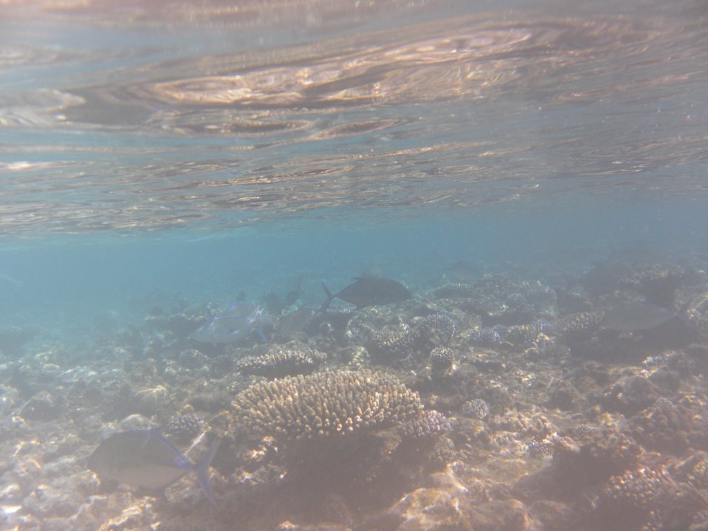 Image SAM_0187.JPG