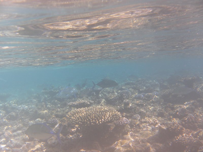 Image SAM_0187.JPG